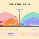 Fases del ciclo menstrual