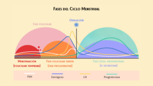 Fases del ciclo menstrual