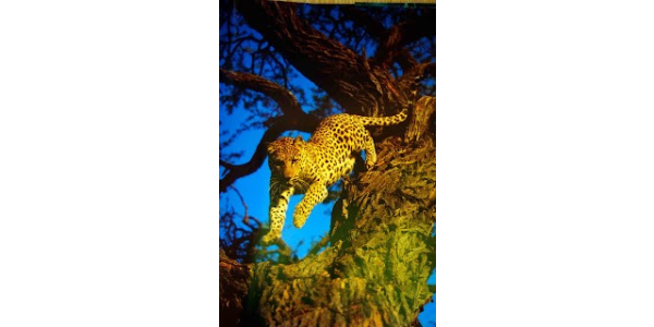 BOSQUES DEL MUNDO_JOAQUÍN ARAUJO_ LUNWERG_foto 3_tigre descendiendo de un tronco de arbol