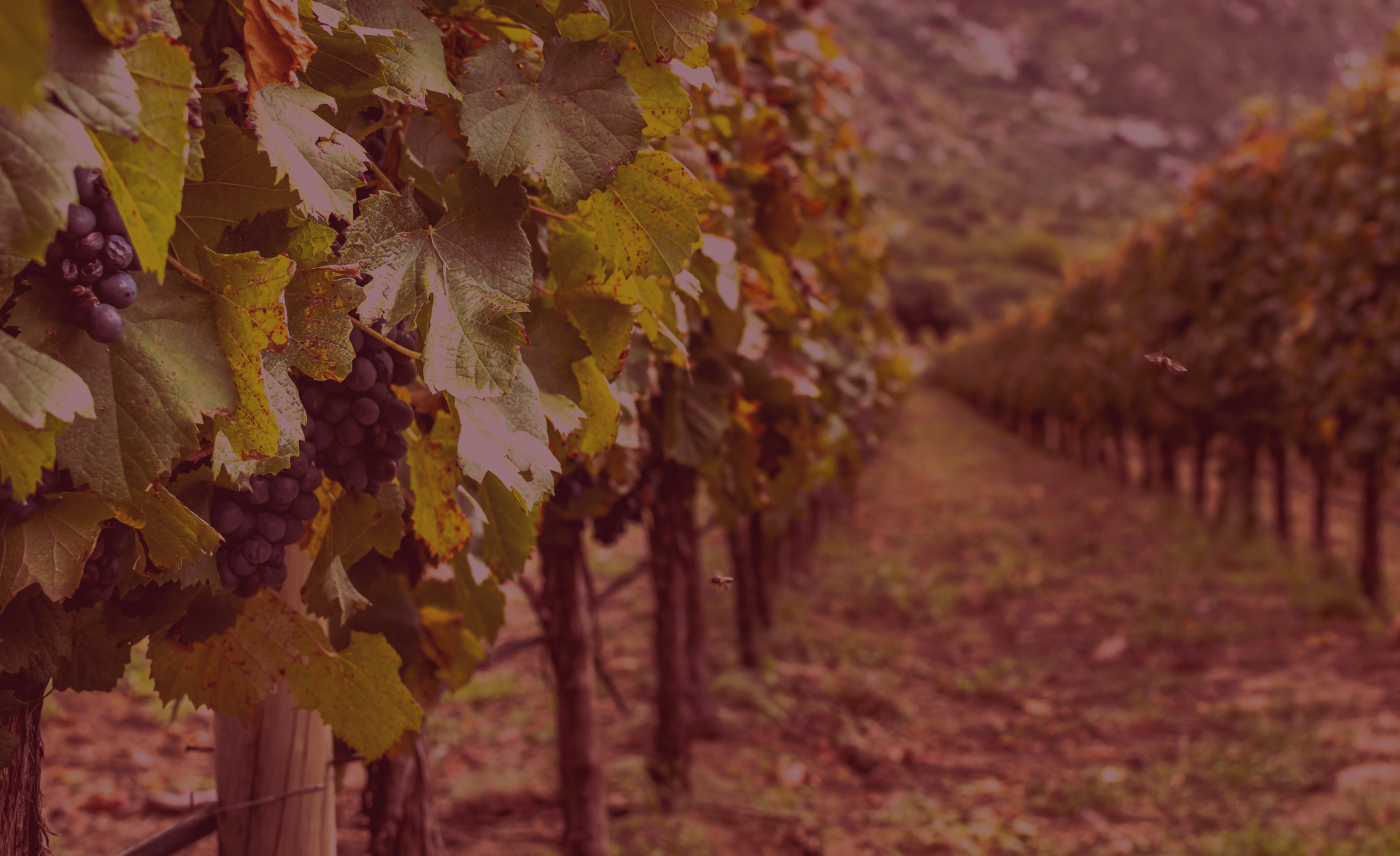 El vino es el reflejo del alma...