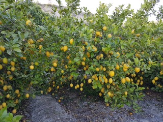 Cítricos-Roquer-somos-exportador-de-limones-en-Murcia.