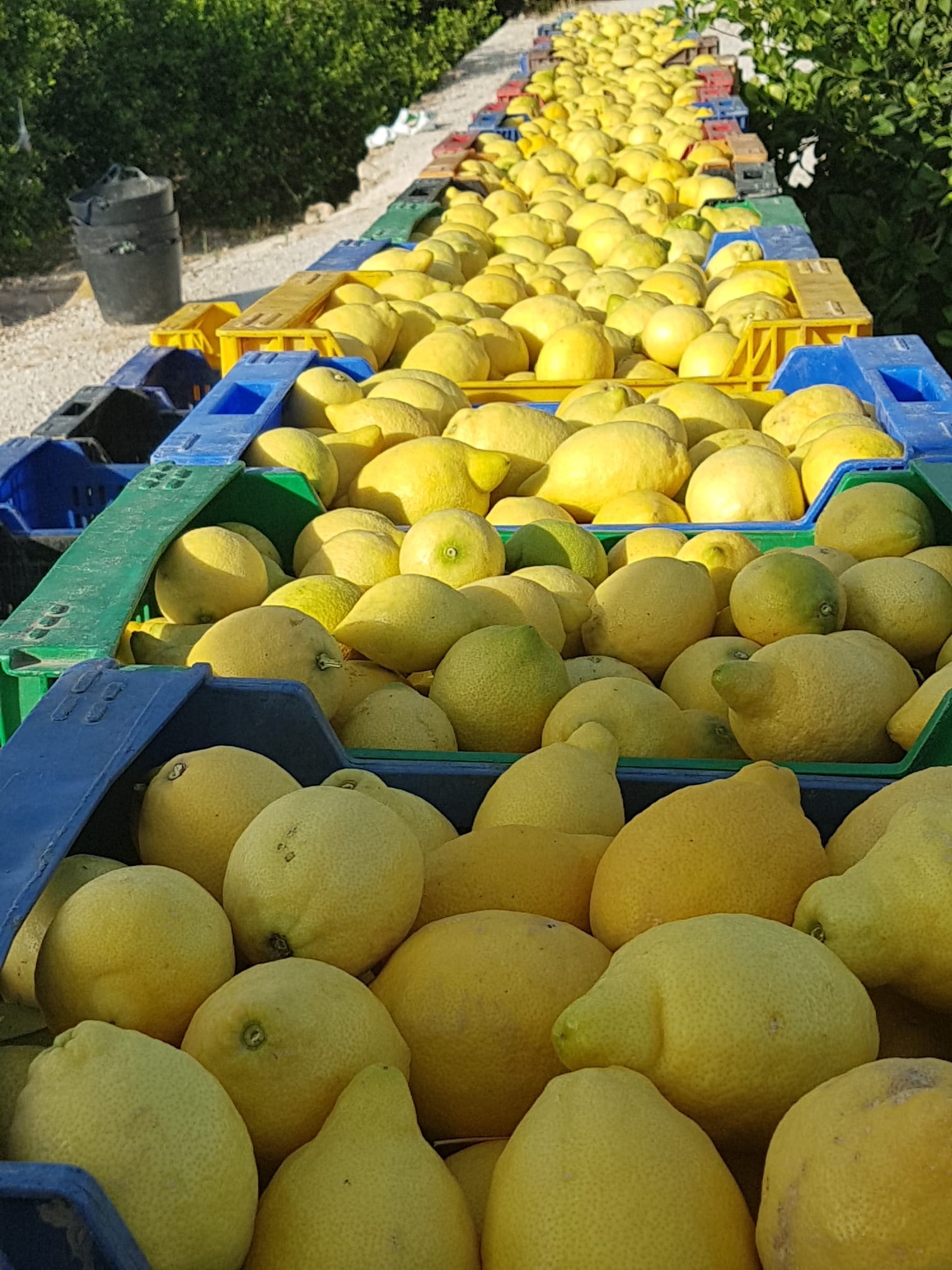 exportador de limones en Murcia