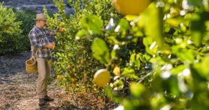 Cítricos-Roquer-somos-exportador-de-limones-en-Murcia.